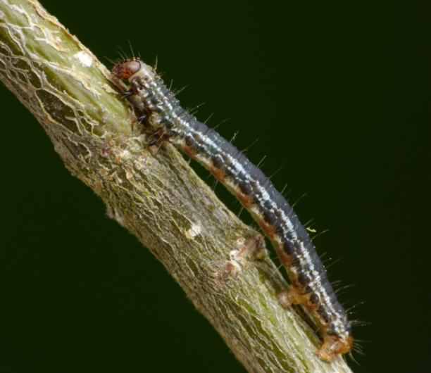 July Highflyer - Hydriomena furcata larvae, click for a larger image, photo licensed for reuse CCA2.0
