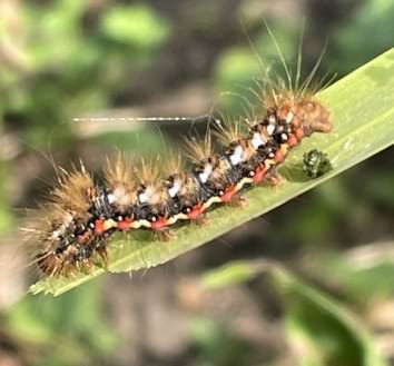 Knot Grass Moth - Acronicta rumicis, click for a larger image