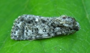 Knotgrass Moth - Acronicta rumicis, click for a larger image, photo licensed for reuse CCASA3.0