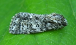 Knot Grass Moth - Acronicta rumicis, click for a larger image