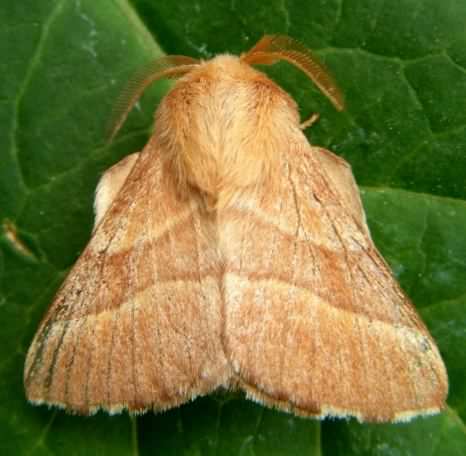Lackey moth - Malacosoma neustria, click for a larger image