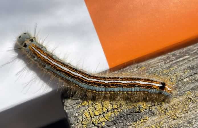 Lackey moth - Malacosoma neustria, click for a larger image
