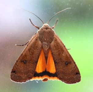 Large Yellow Underwing - Noctua pronuba, species information page, photo licensed for reuse CCASA2.0
