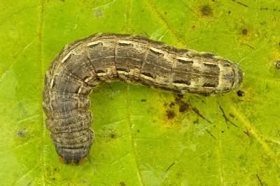 Large Yellow Underwing - Noctua pronuba, click for a larger image, photo licensed for reuse CCBY-SA4.0