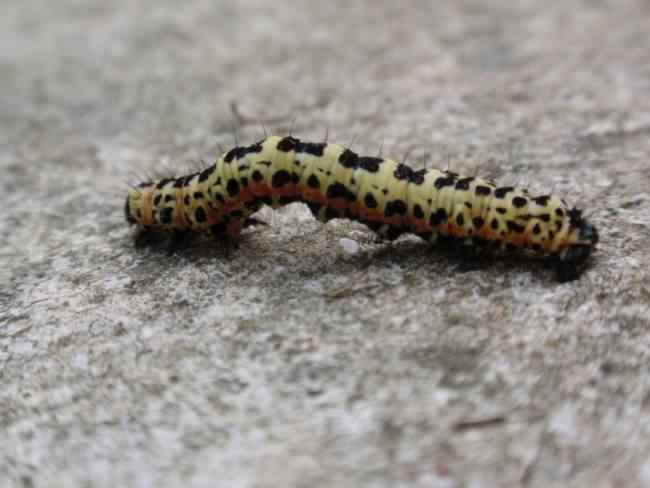 Magpie moth - Abraxas grossulariata, click for a larger image, photo licensed for reuse CCASA3.0