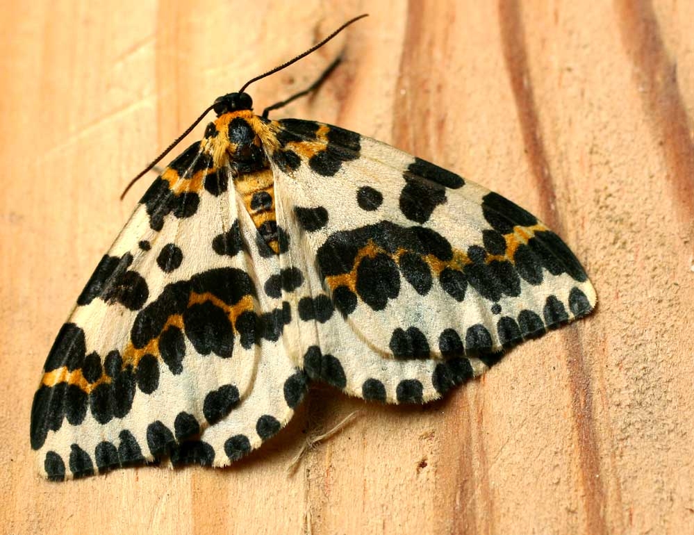 Magpie moth - Abraxas grossulariata, click for a larger image, photo licensed for reuse ©2009 Entomart