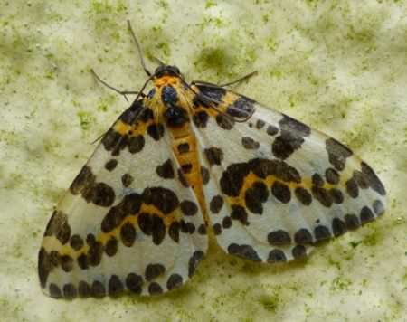 Magpie moth - Abraxas grossulariata, click for a larger image, photo licensed for reuse CCBY3.0