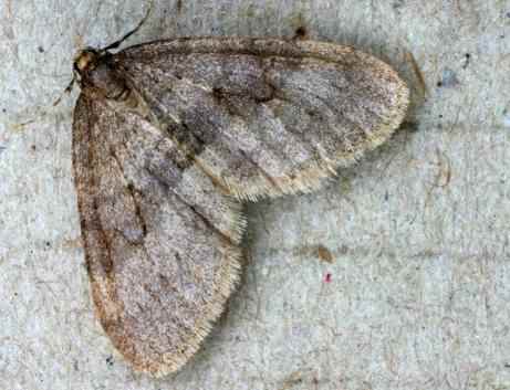 Winter moth - Opherophtera brumata, click for a larger image, photo licensed for reuse ©2005 Entomart