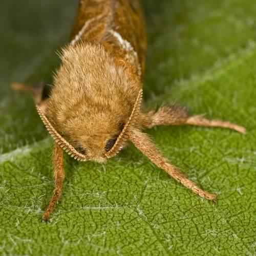 Orange Swift moth - Triodia sylvina, click for a larger image, photo licensed for reuse CCASA2.5