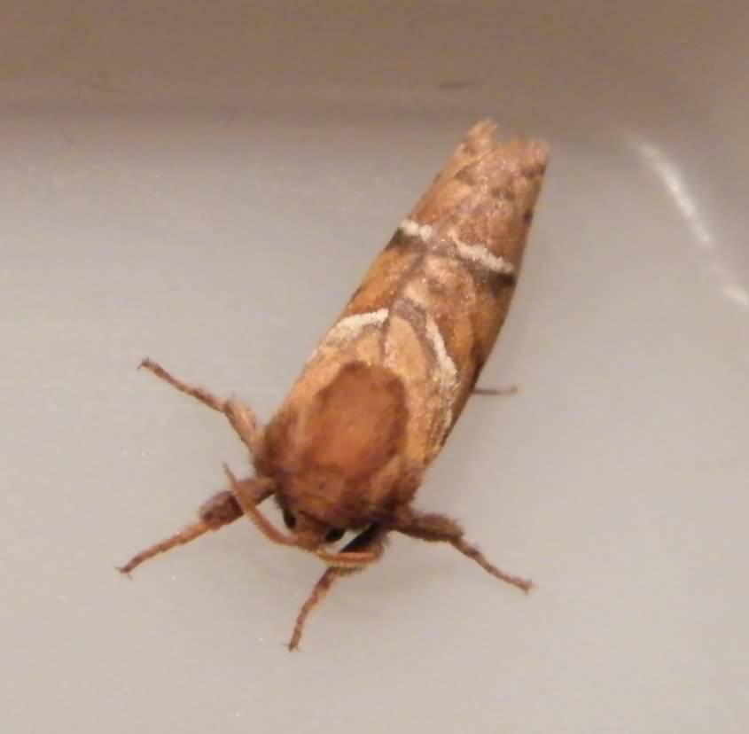 Orange Swift moth - Triodia sylvina, click for a larger image
