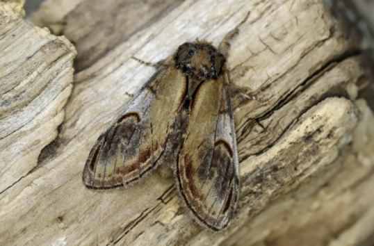 Pebble Prominent moth - Notodonta ziczac, click for a larger image, photo licensed for reuse ©2017 Entomart