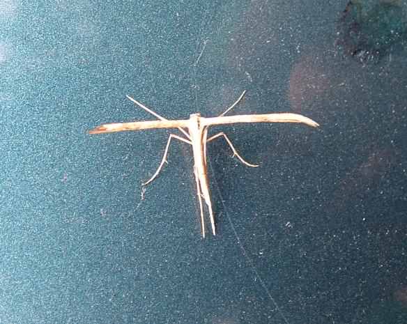 Plume moth - Emmelina monodactyla, click for a larger image