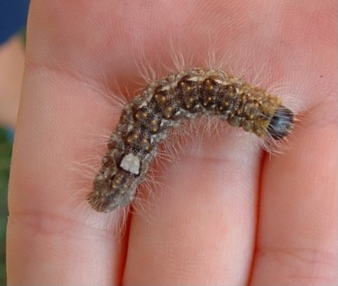 Poplar Grey moth - Acronicta megacephala caterpillar, click for a larger image