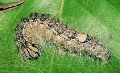 Poplar Grey moth - Acronicta megacephala caterpillar, click for a larger image, photo licensed for reuse CCA3.0