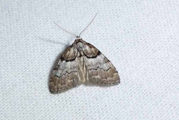Short-cloaked moth - Nola cucullatella, click for a larger image, photo licensed for reuse CCA3.0