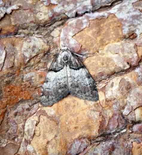 Short-cloaked moth - Nola cucullatella, click for a larger image, photo licensed for reuse CCA2.0