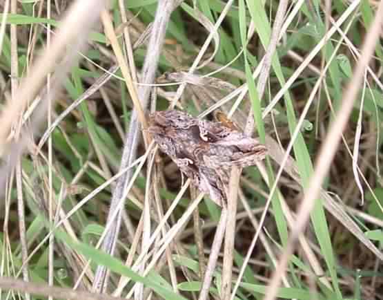 Silver Y - Autographa gamma, click for a larger image