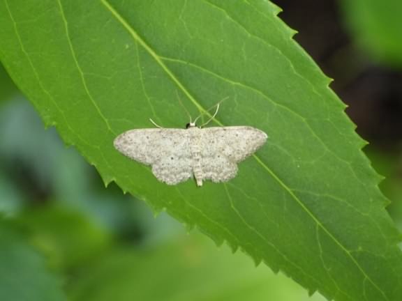 Small Dusty Wave - Idaea seriata, click for a larger image
