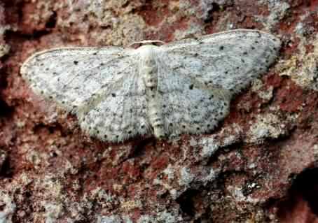 Small Dusty Wave - Idaea seriata, click for a larger image, photo licensed for reuse ©2005 Entomart