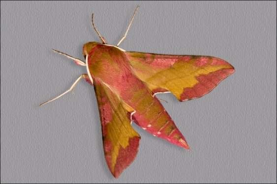 Elephant Hawk-moth - Deilephila elpenor, click for a larger image, photo licensed for reuse CCBY3.0