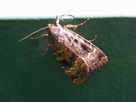 Svensson's Copper Underwing moth - Amphipyra berbera, species information page