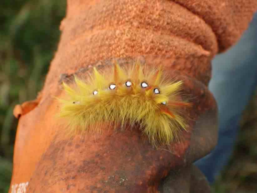 Sycamore moth - Acronicta aceris, click for a larger image
