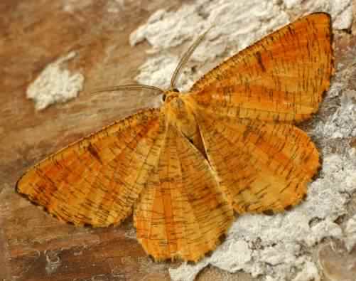 The Orange moth - Angerona prunaria, click for a larger image, photo licensed for reuse ©2005 Entomart