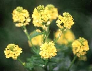 Wild Mustard - Sinapis arvensis