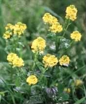 Wild Mustard - Sinapis, species information page