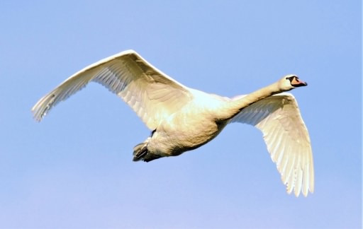 Mute Swan - Cygnus olor, click for a larger image, ©2020 Colin Varndell, used with permission