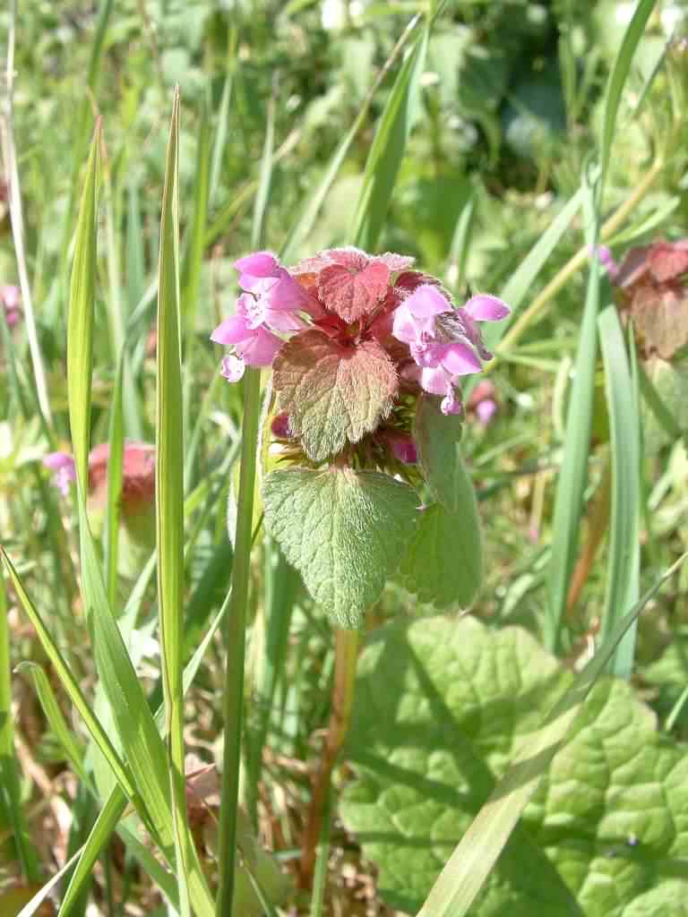 Red Dead-nettle - Lamium purpureum, species information page