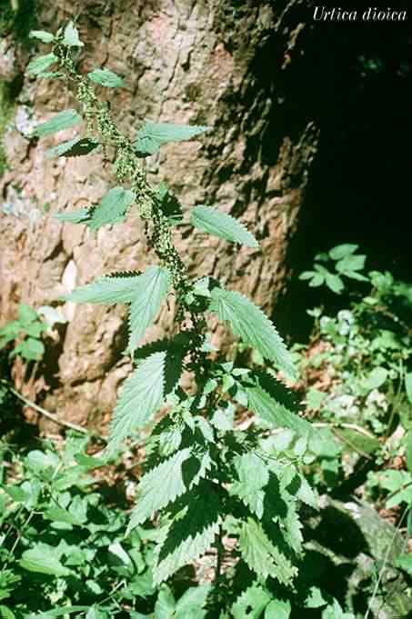 Stinging Nettle - Urtica dioica, species information page