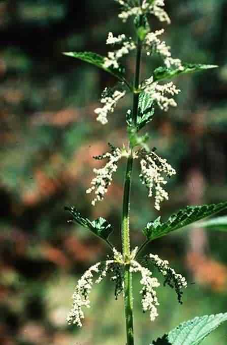 Stinging Nettle - Urtica dioica male flowers, click for a larger image