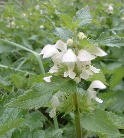 White Dead-nettle - Lamium album, species information page