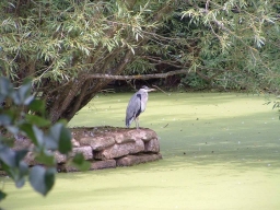 Unsuccessful Heron, click for a larger image