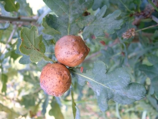 Oak Marble Gall Wasp - Andricus kollari, galls, click for a larger image