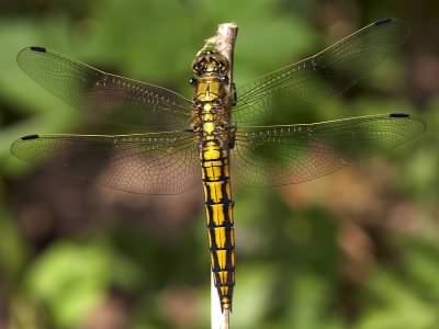 Black Tailed Skimmer - Orthetrum cancellatum, click for a larger image, photo licensed for reuse CCASA3.0