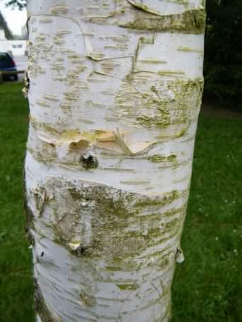 Paper birch - Betula papyrifera, click for a larger image