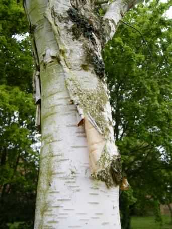 Paper birch - Betula papyrifera, click for a larger image