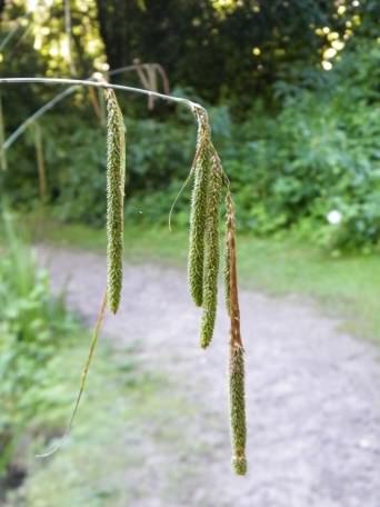 Pendulous Sedge - Carex pendula, species information page