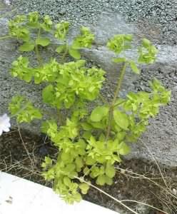 Petty Spurge - Euphorbia peplus, click for a larger image, photo licensed for reuse, public domain