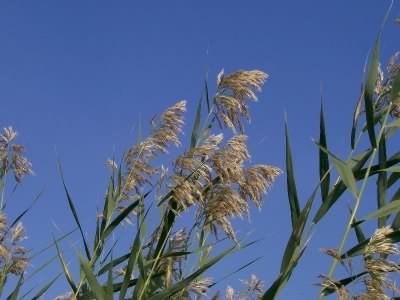Common Reed - Phragmites Australis, click for a larger image, photo licensed for reuse CCBYNC3.0