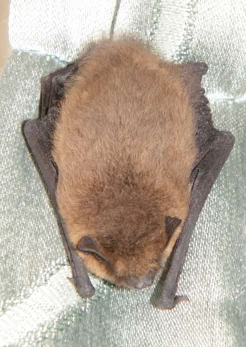 Pipistrelle Bat - Pipistrellus pipistrellus, click for a larger image