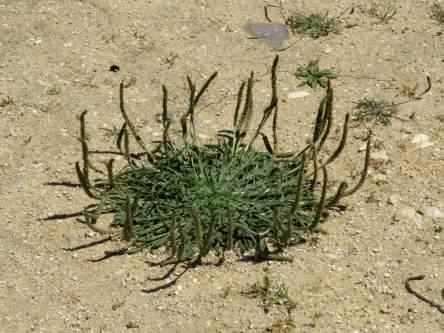 Broad Leaf Plantain - Plantago major ssp. major, photo licensed for reuse CC01.0