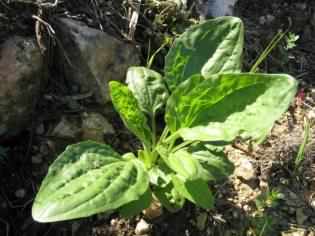 Broad Leaf Plantain - Plantago major ssp. major, click for a larger image, image is in the public domain