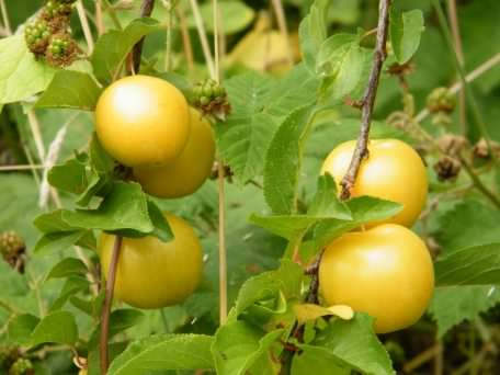 Greengage - Prunus domestica italica, species information page