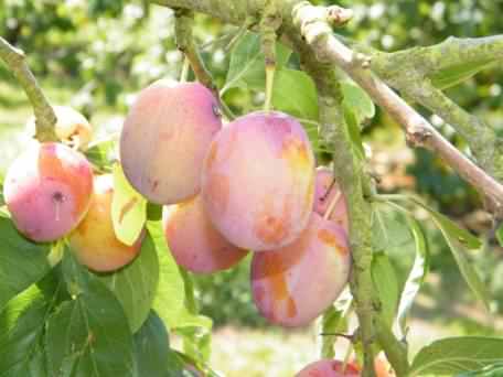 Victoria Plum - Prunus domestica Victoria, species information page