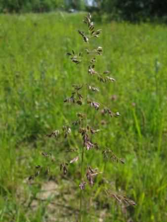 Common Meadow gass - Poa pratensis, species information page, photo licensed for reuse CCASA3.0