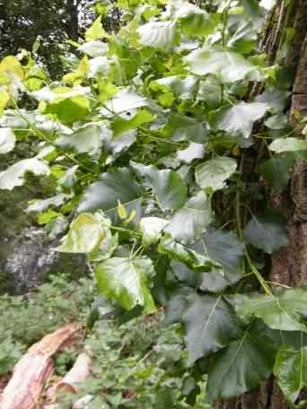 Hybrid Black Poplar - Populus x canadensis, click for a larger image