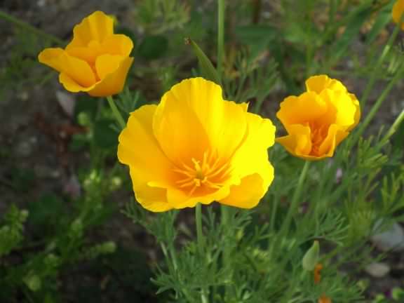 California Poppy - Eschscholzia californica, click for a larger image